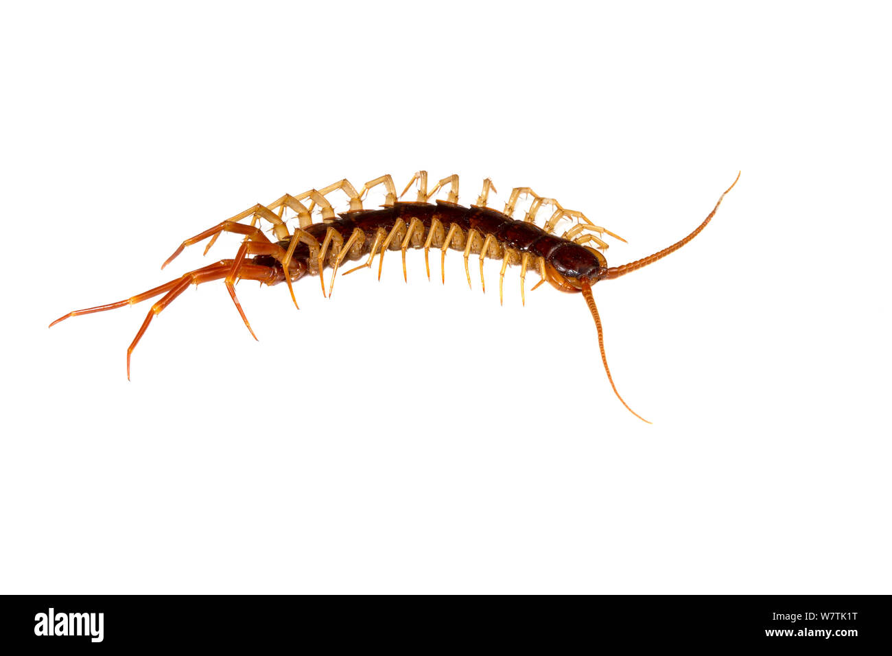 Centipede (Eupolybothrus grossipes) Monte Zatta, Liguria, Italy. Meetyourneighbours.net project Stock Photo