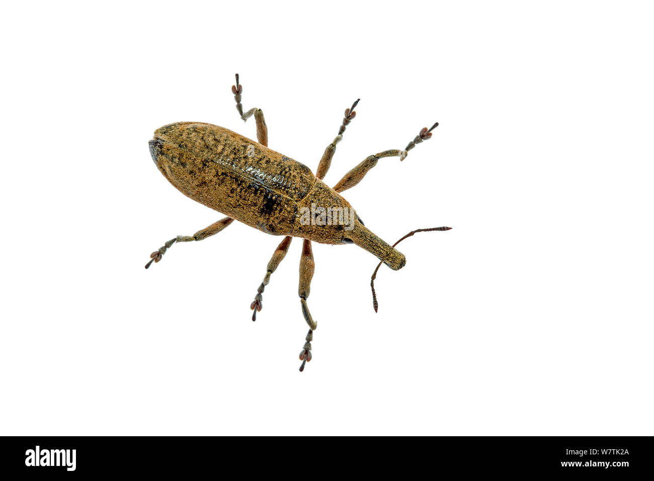 Weevil beetle (Lixus sp.) Crete, Greece. Meetyourneighbours.net project Stock Photo