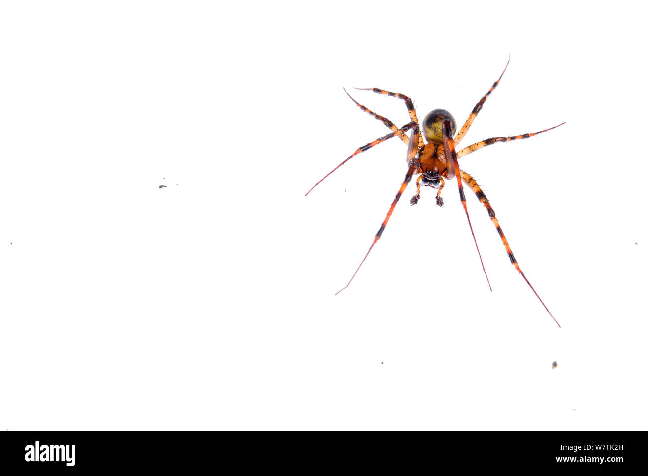 Cave spider (Meta menardi) adult male, Busalla, Italy, February. Meetyourneighbours.net project Stock Photo
