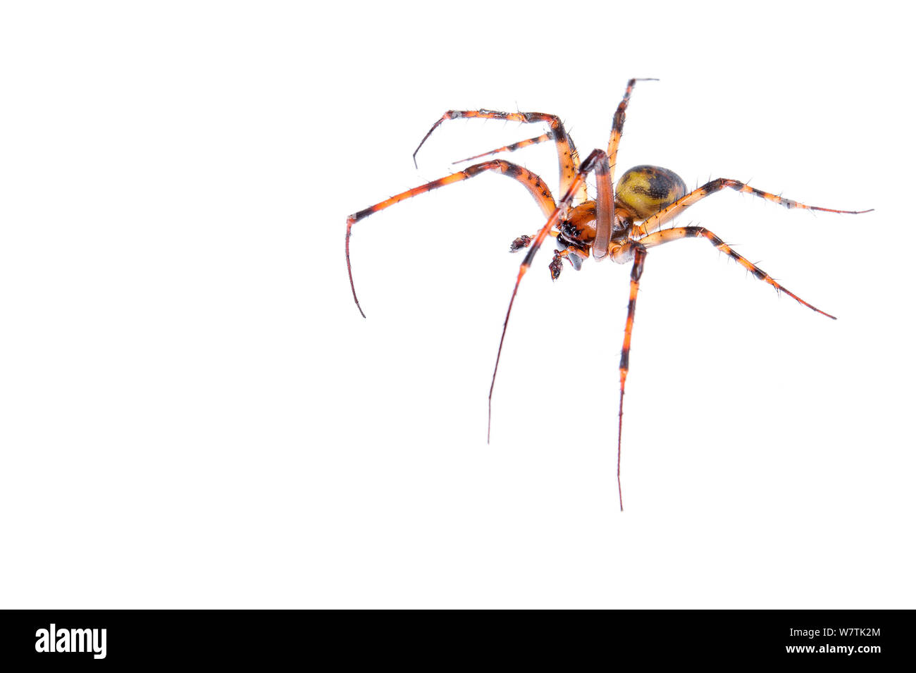 Cave spider (Meta menardi) adult male, Busalla, Italy, February. Meetyourneighbours.net project Stock Photo