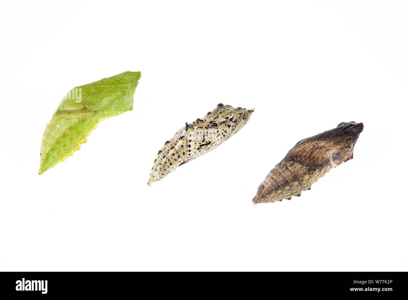 Swallowtail butterfly (Papilio machaon) three different coloured  chrysalises, Italy, February. Meetyourneighbours.net project Stock Photo