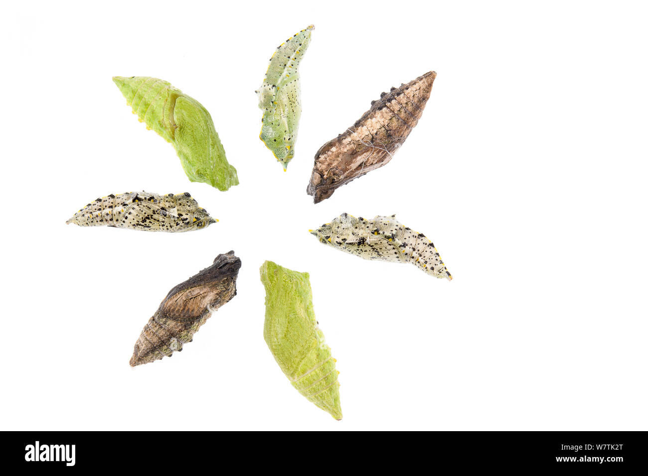 Swallowtail butterfly (Papilio machaon) seven different coloured  chrysalises arranged in a circle, Italy, February. Meetyourneighbours.net project Stock Photo