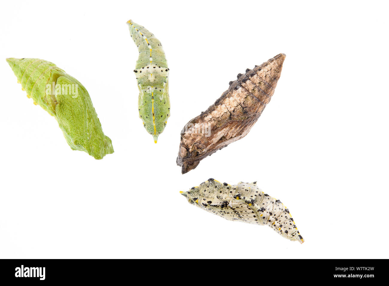 Swallowtail butterfly (Papilio machaon) four different coloured  chrysalises, Italy, February. Meetyourneighbours.net project Stock Photo