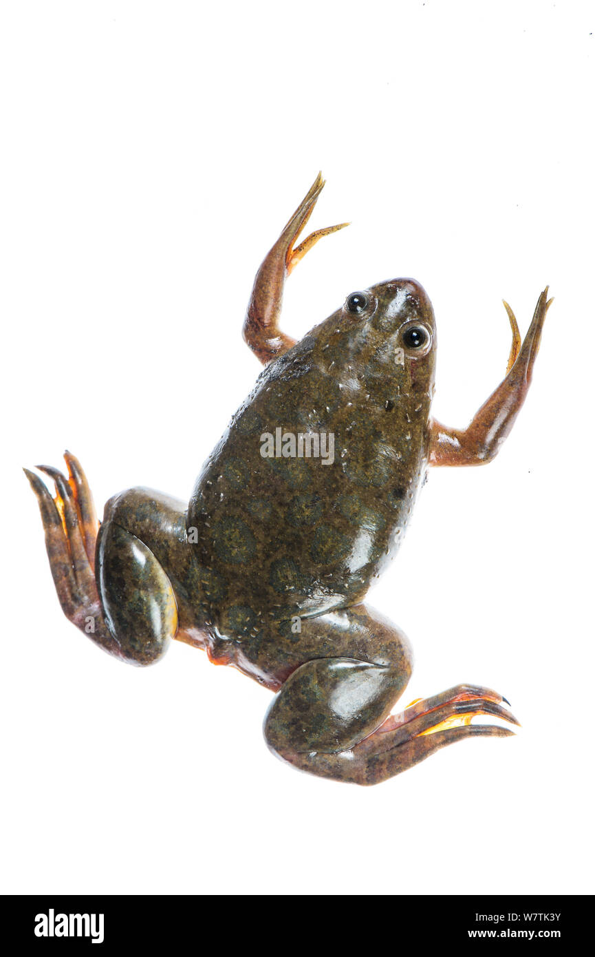 African clawed frog (Xenopus laevis) Botswana, April. Meetyourneighbours.net project Stock Photo