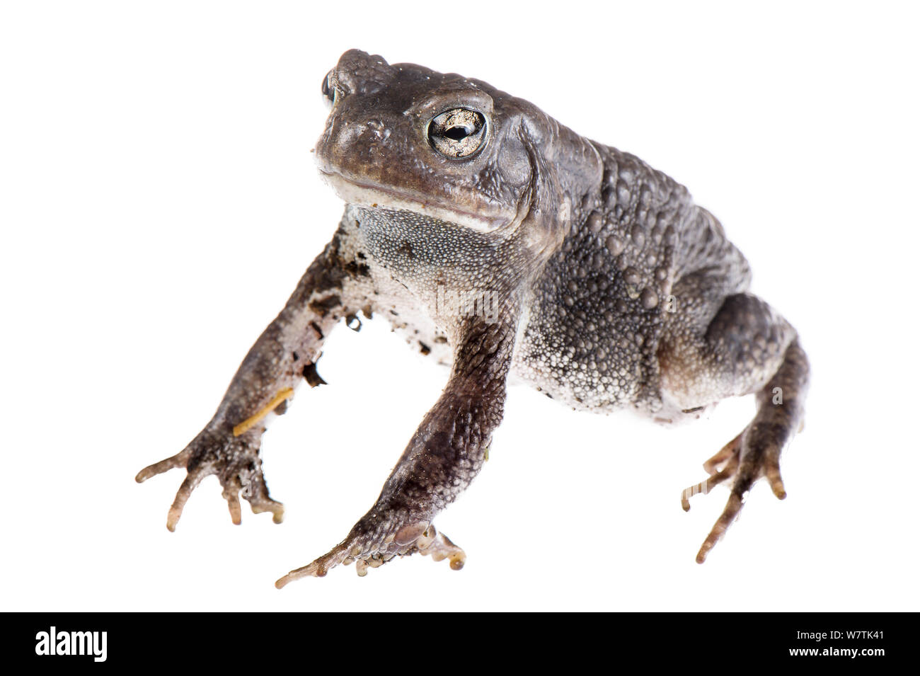 African common toad (Amietophrynus regularis) adult male, Botswana, April. Meetyourneighbours.net project Stock Photo