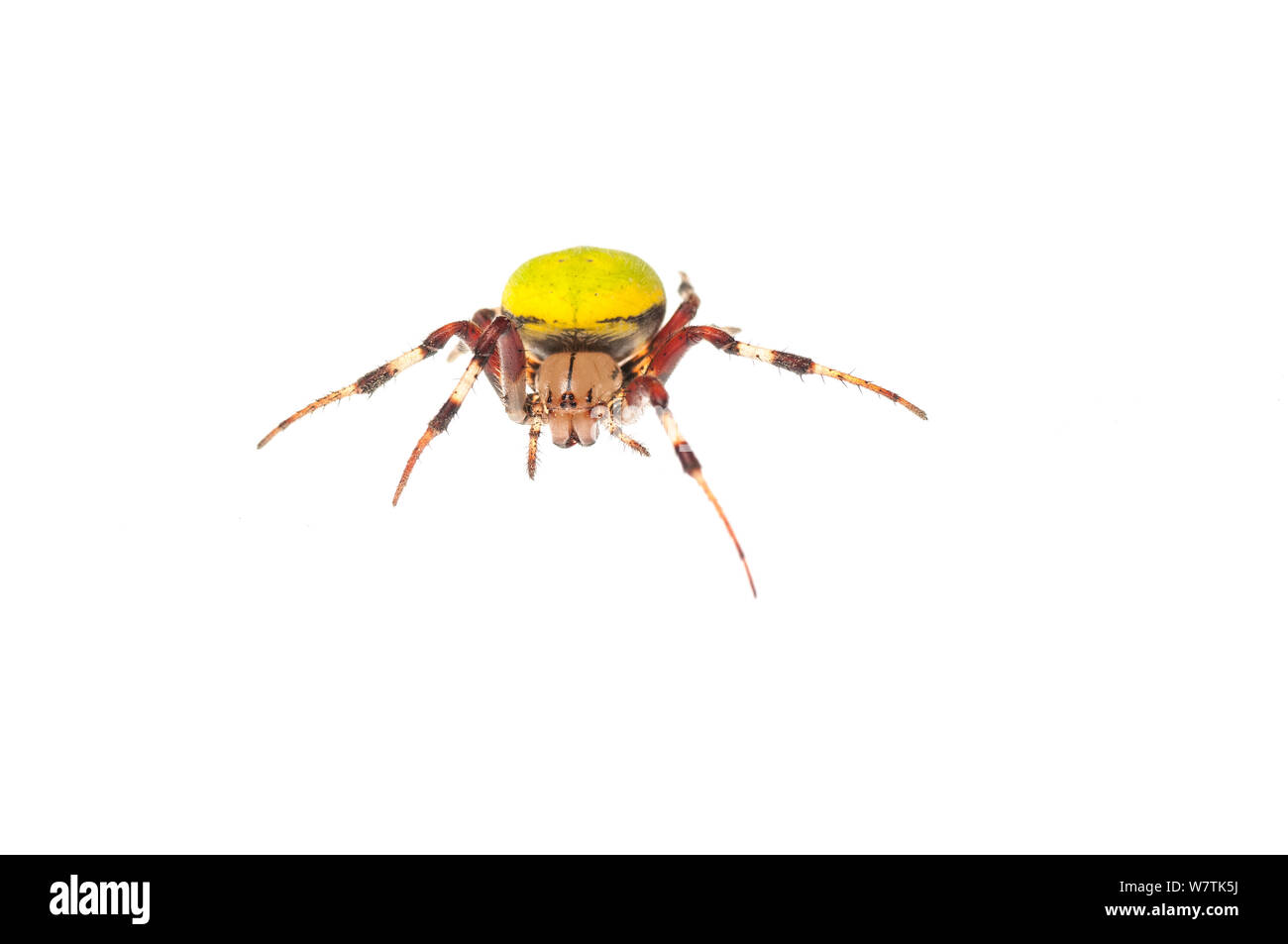 Neotropical orbweaver spider (Eriophora sp.) Surama, Guyana. Meetyourneighbours.net project Stock Photo