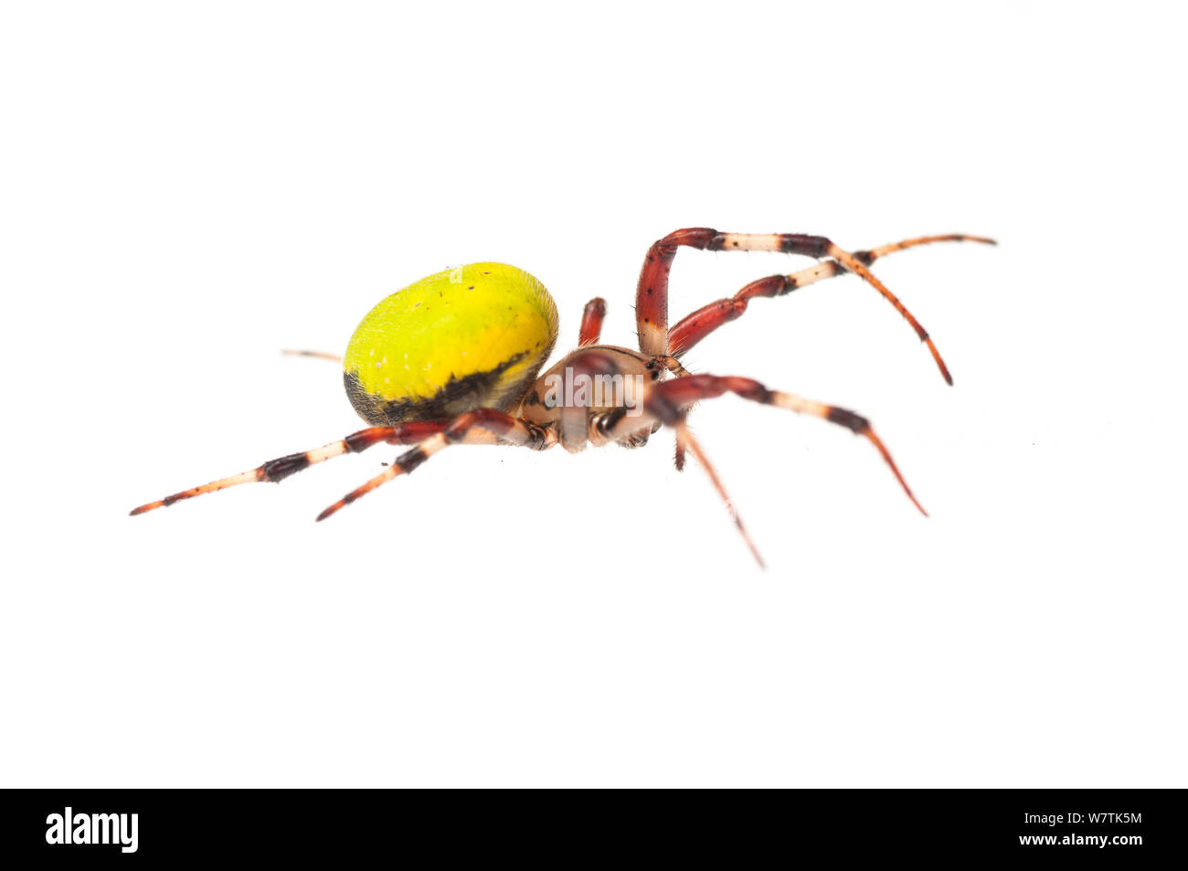 Neotropical orbweavern spider (Eriophora sp.) Surama, Guyana. Meetyourneighbours.net project Stock Photo