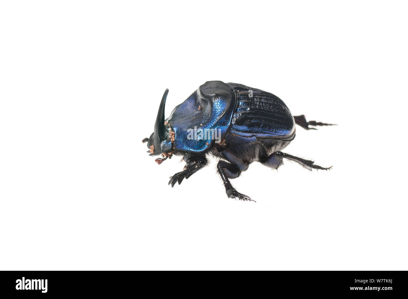 Amazon giant Scarab beetle (Coprophaneus lancifer) Iwokrama, Guyana. Meetyourneighbours.net project Stock Photo