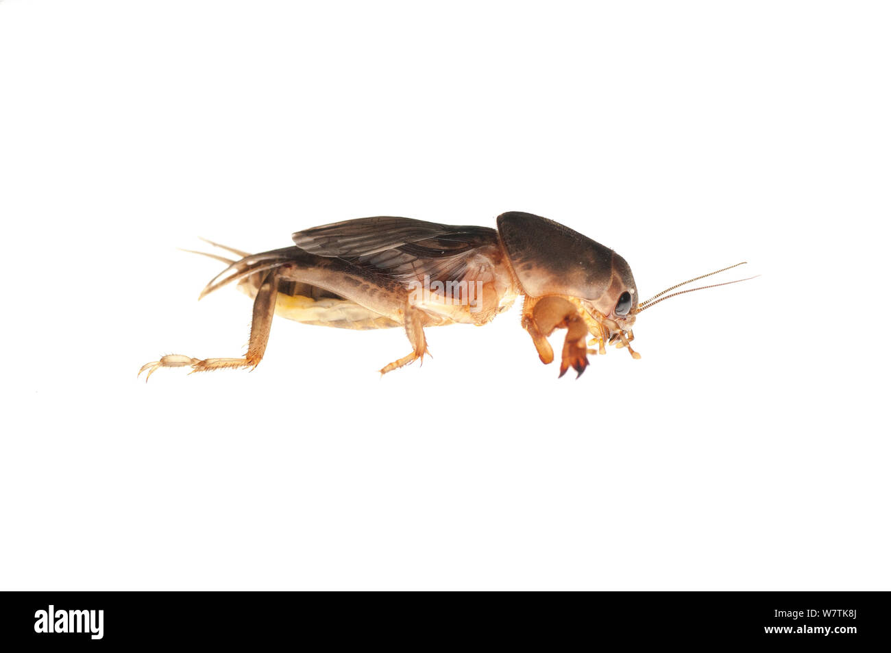 Mole cricket (Gryllotalpidae) Iwokrama, Guyana. Meetyourneighbours.net project Stock Photo