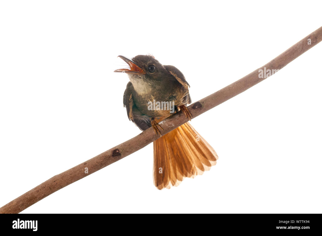 Amazonian royal flycatcher (Onychorhynchus coronatus coronatus) Surama, Guyana. Meetyourneighbours.net project Stock Photo