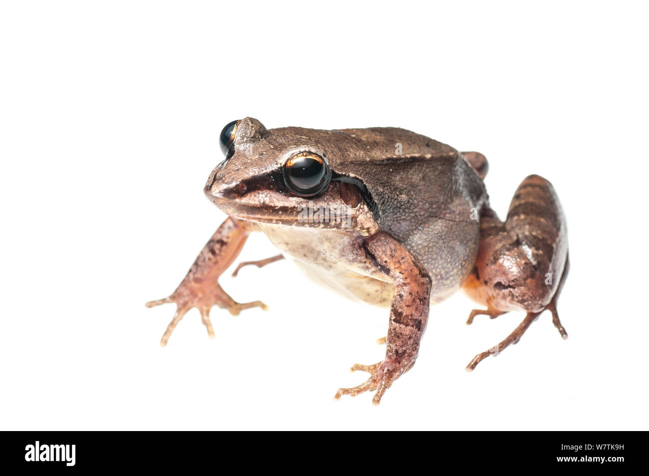 Ditch frog (Leptodactylus mystaceus) Kanuku Mountains, Guyana. Meetyourneighbours.net project Stock Photo