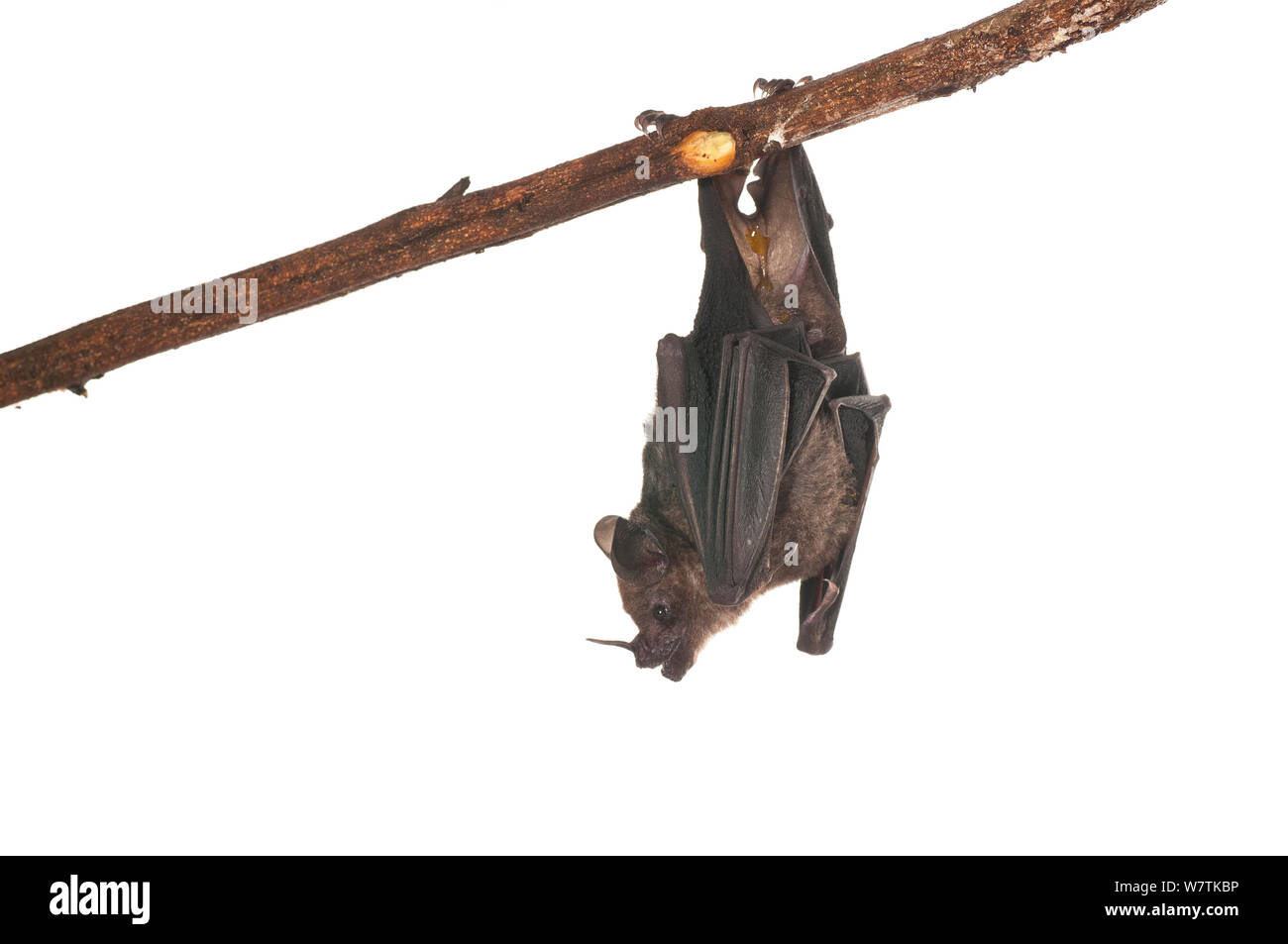 Greater spear nosed bat (Phyllostomus hastatus) Surama, Guyana. Meetyourneighbours.net project Stock Photo