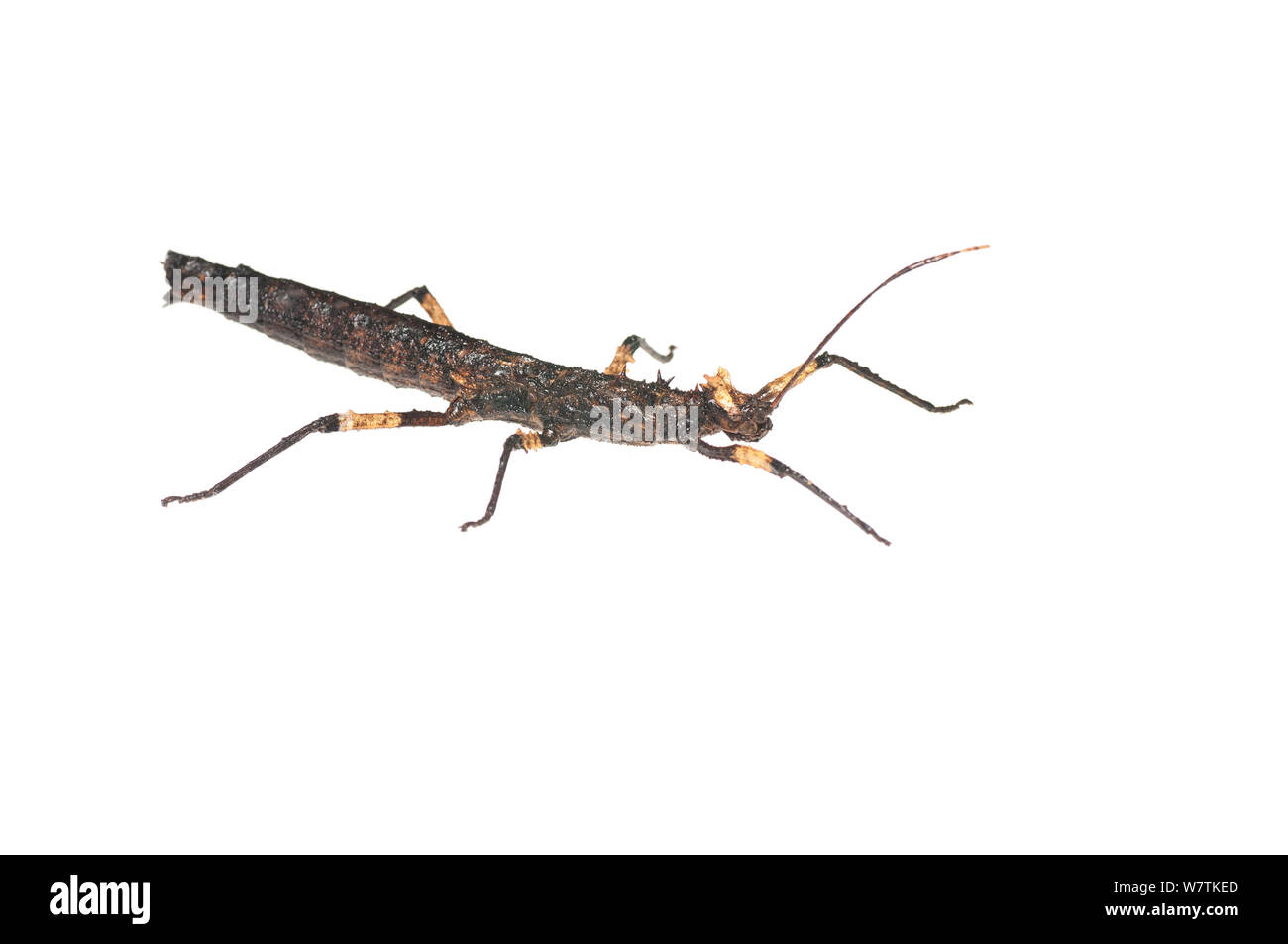 Trinidad log stick insect hi-res stock photography and images - Alamy