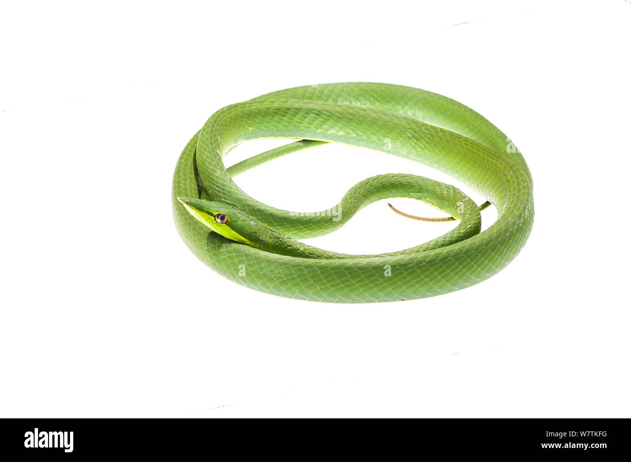 Green vine snake (Oxybelis fulgidis) Parabara, Guyana. Meetyourneighbours.net project Stock Photo