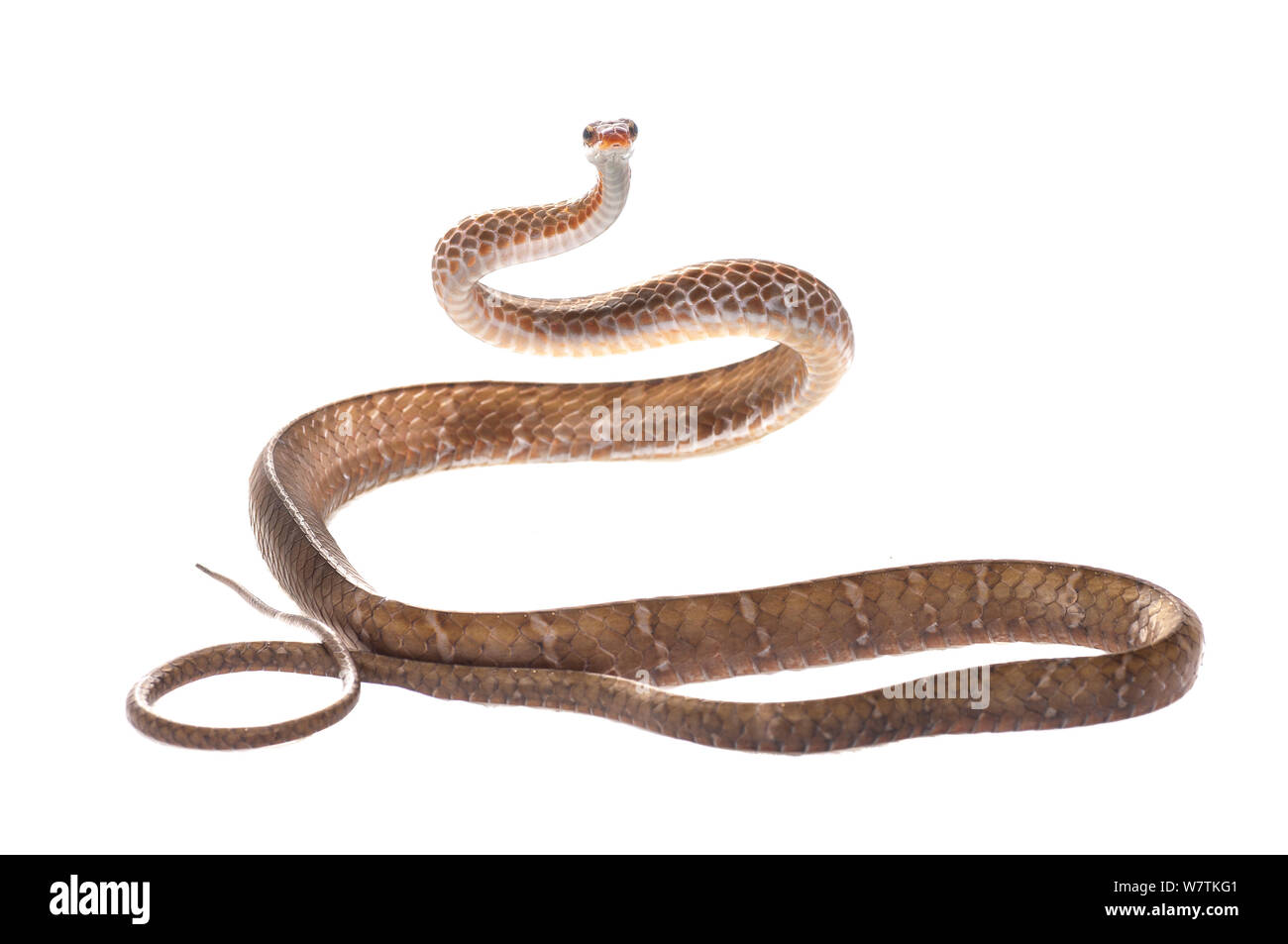 Brown sipo snake (Chironius fuscus) Parbara, Guyana. Meetyourneighbours.net project Stock Photo