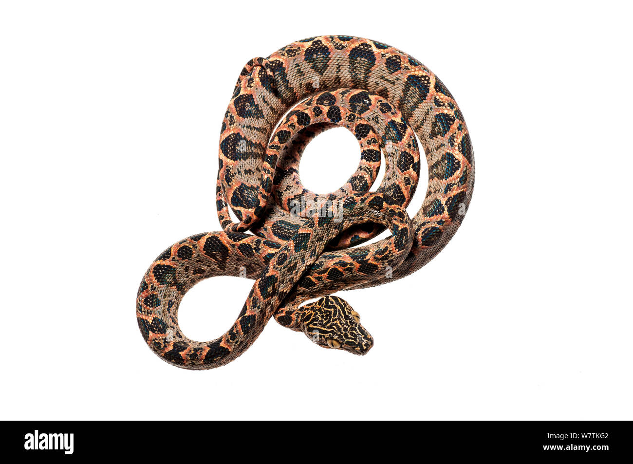 Amazon tree boa (Corallus hortulanus) Kusad Mountain, Guyana. Meetyourneighbours.net project Stock Photo