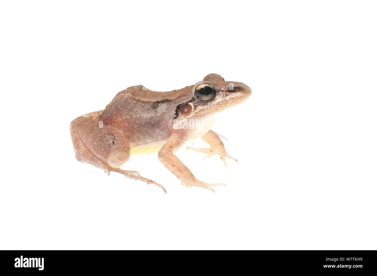 Ditch frog (Leptodactylus mystaceus) Parabara, Guyana. Meetyourneighbours.net project Stock Photo