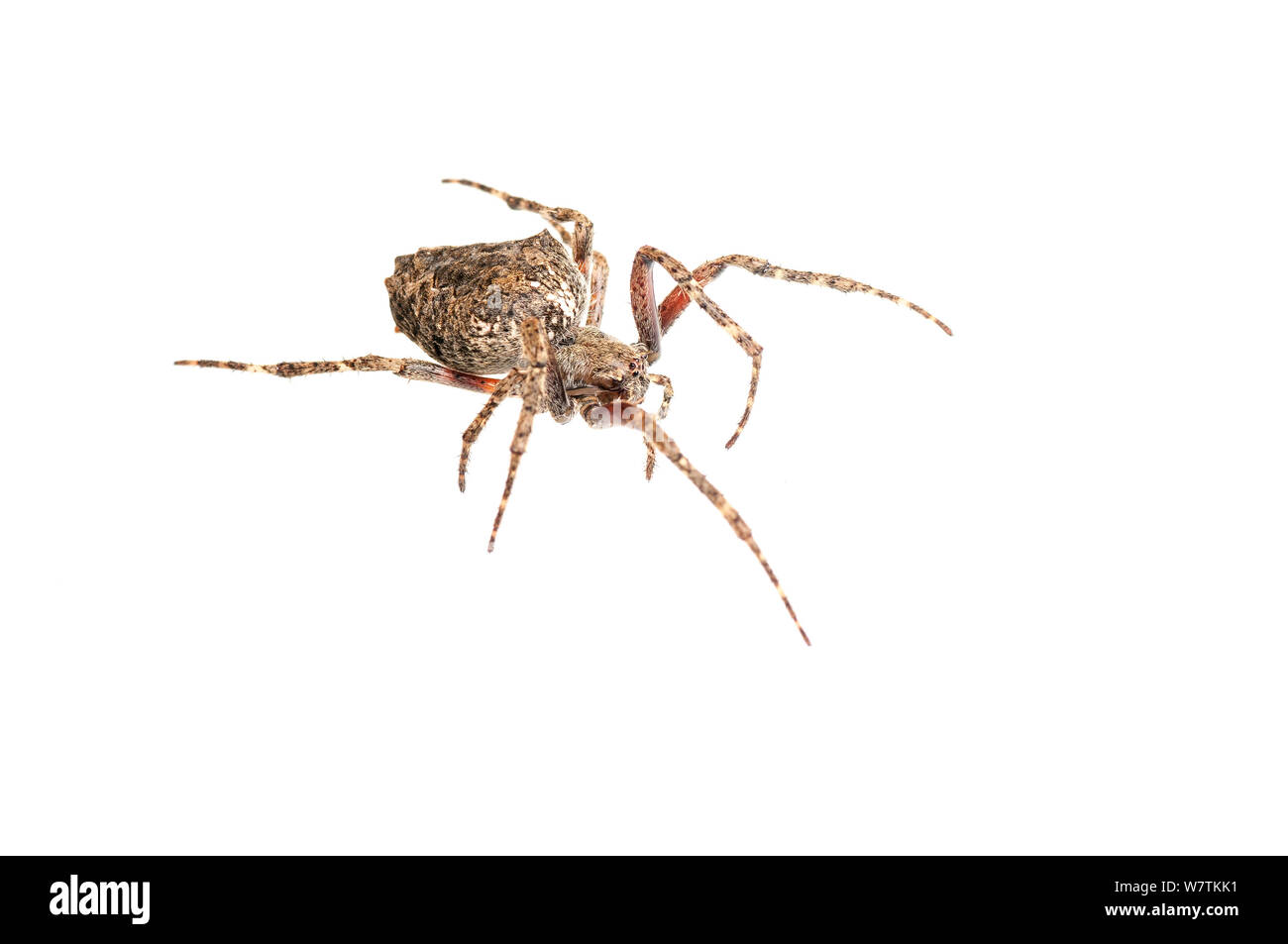 Orb Weaver spider (Araneidae) Parabara, Guyana. Meetyourneighbours.net project Stock Photo