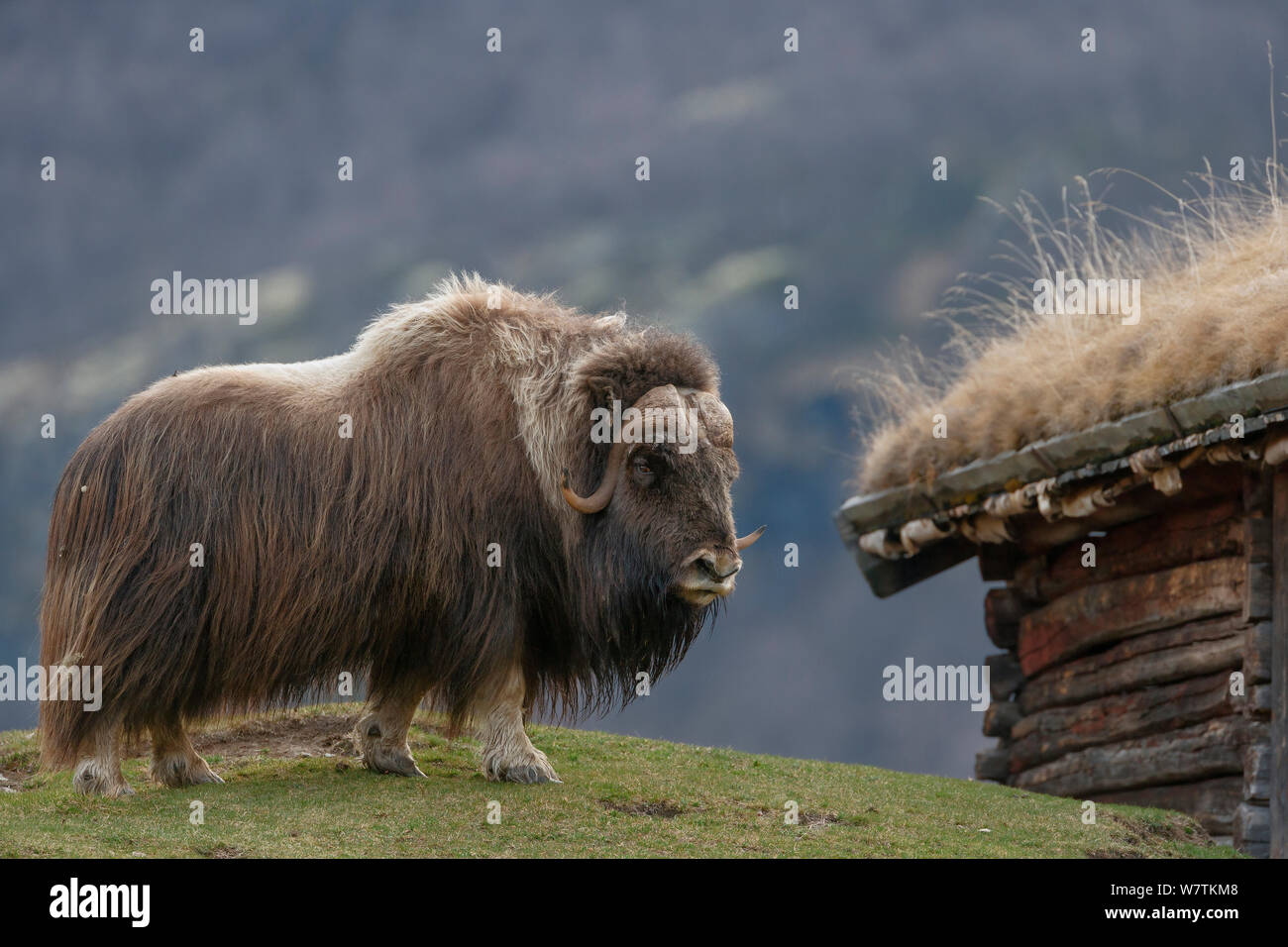 Male Muskox (Ovibos moschatus) standing near an old grass roofed barn. Dovrefjell National Park, Norway. May. Stock Photo