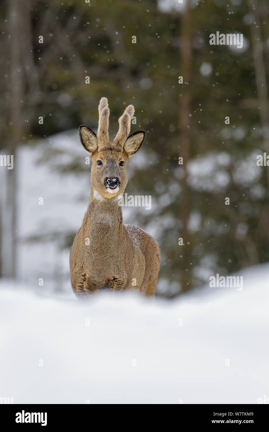 Roe deer (Capreolus capreolus) buck in snow, portrait. Antlers in velvet, Southern Norway. February. Stock Photo