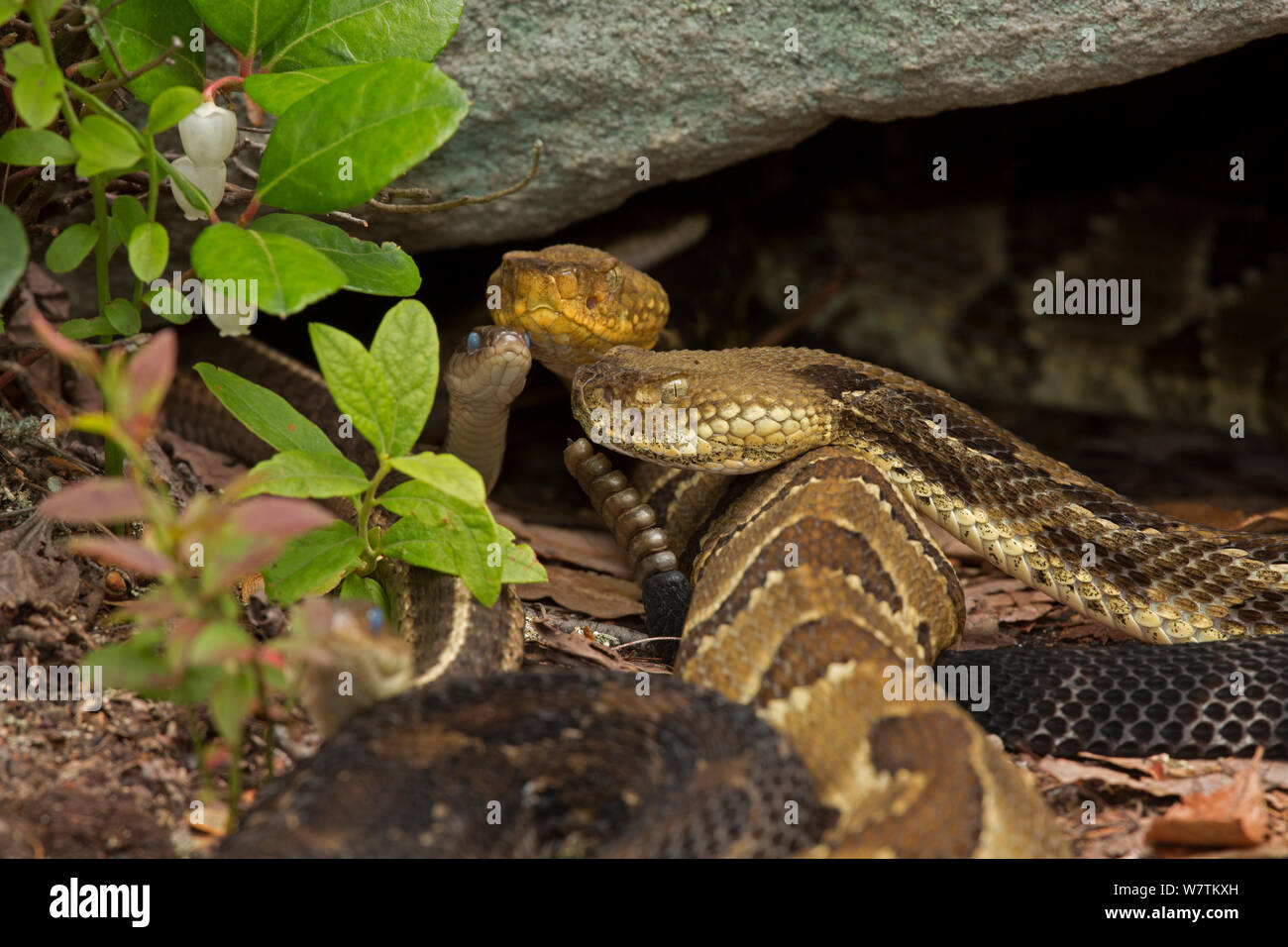 Timber rattlesnakes (Crotalus horridus) gravid females basking to bring young to term, Common gartersnake, (Thamnophis sirtalis) also visible in the group, Pennsylvania, USA, July. Stock Photo