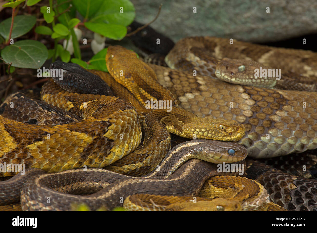 Timber rattlesnakes (Crotalus horridus) gravid females basking with Common gartersnake (Thamnophis sirtalis) also visible in the group. Pennsylvania, USA, July. Stock Photo