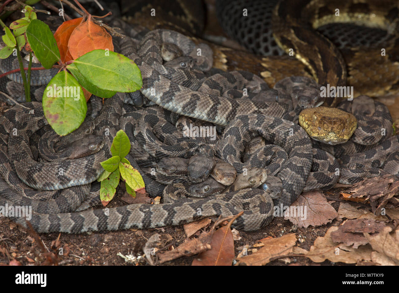 Timber rattlesnakes (Crotalus horridus) adult females and newborn young, Pennsylvania, USA, September. Stock Photo