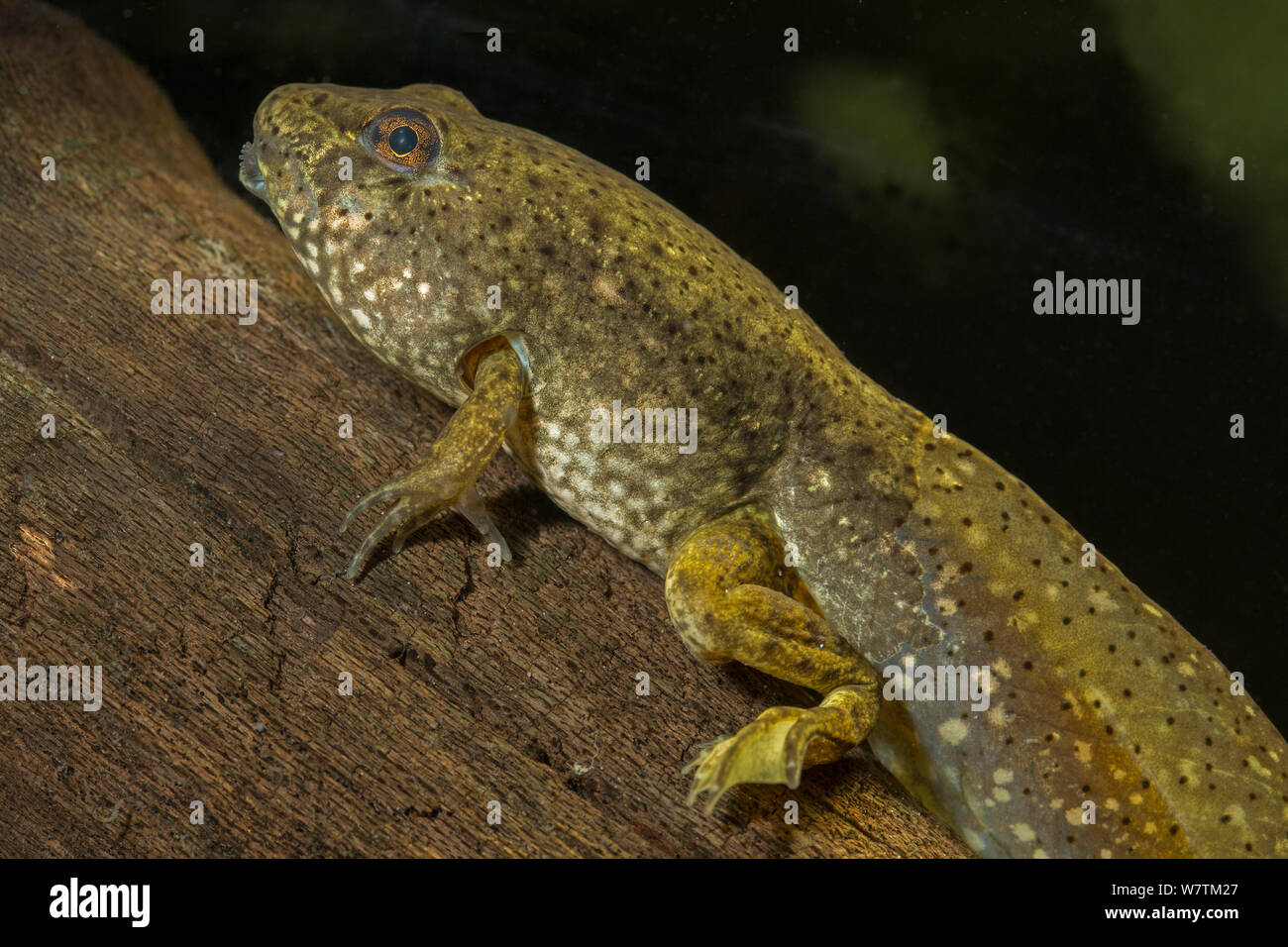 Bullfrog tadpole hires stock photography and images Alamy