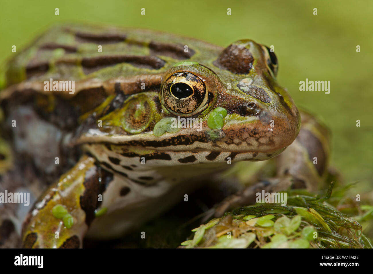 Leopard frog (Lithobates pipiens) covered in pond weed, New York, USA, August. Stock Photo