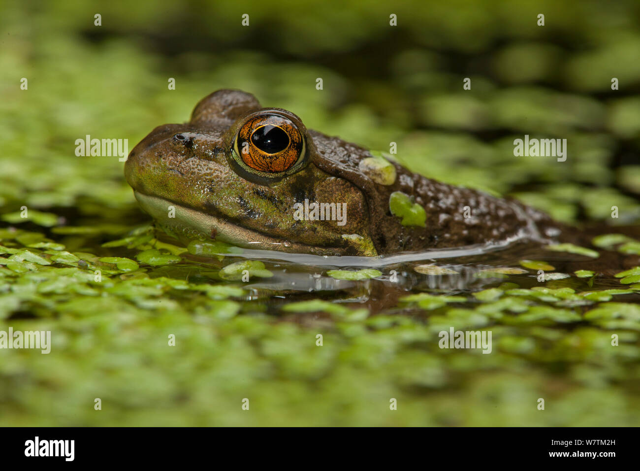 Leopard frog (Lithobates pipienss) in pond, New York, USA, August. Stock Photo