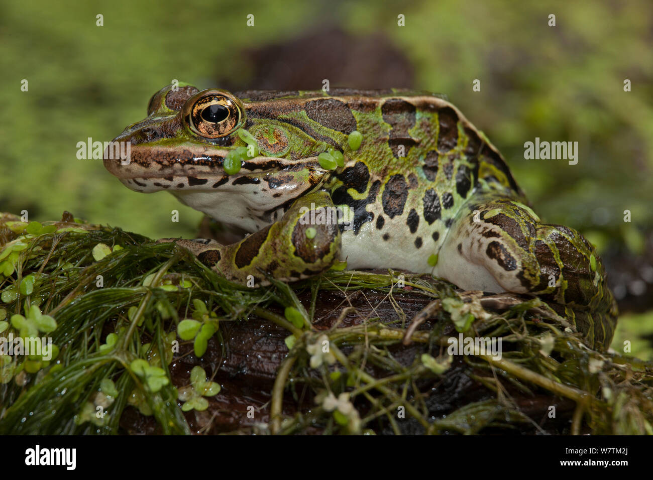 Leopard frog (Lithobates pipiens) covered in pond weed, New York, USA, August. Stock Photo