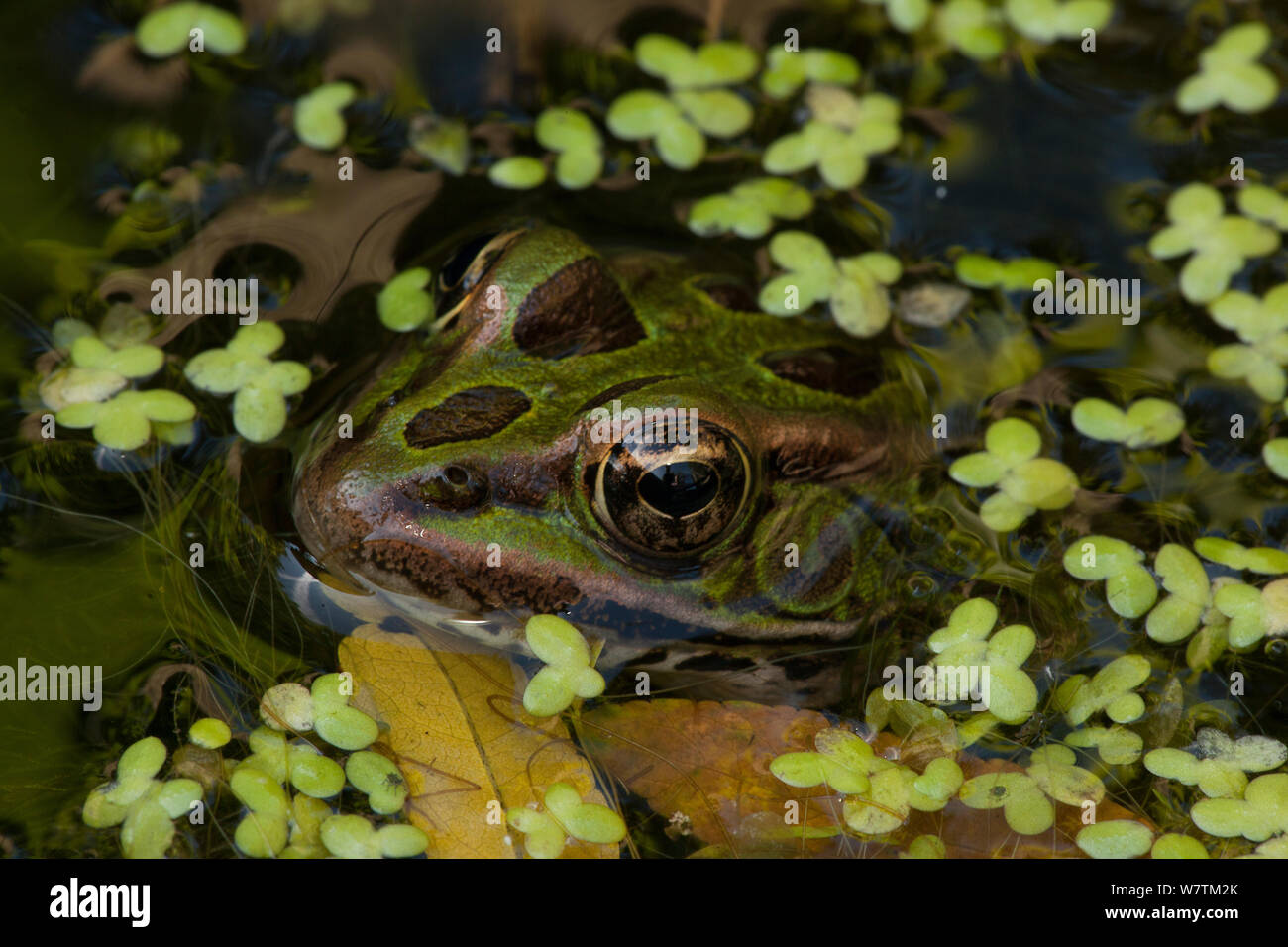 Leopard frog (Lithobates pipiens) in pond, New York, USA, August. Stock Photo