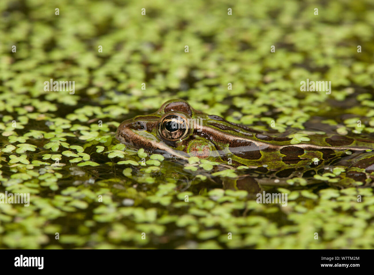 Leopard frog (Lithobates pipiens) in pondweed, New York, USA, August. Stock Photo