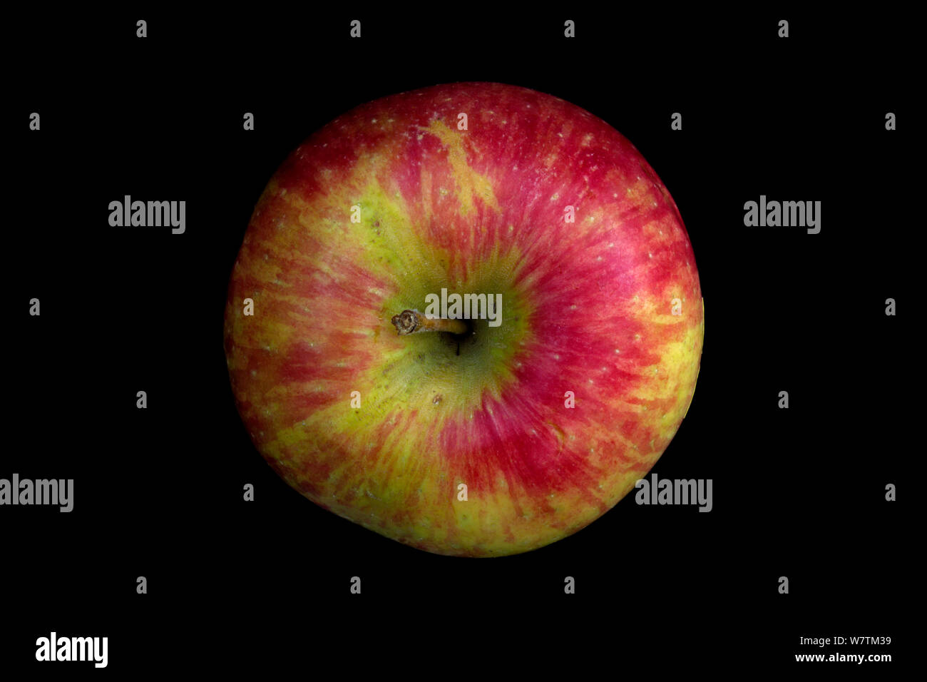 https://c8.alamy.com/comp/W7TM39/honeycrisp-apple-developed-in-minnesota-1961-cross-between-keepsake-and-unknown-W7TM39.jpg