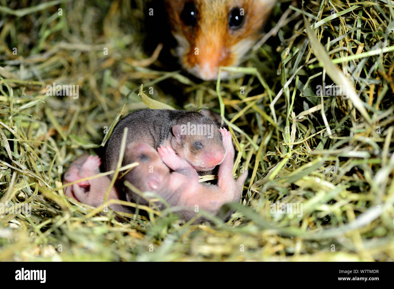 Image result for hamster deafness and hearing