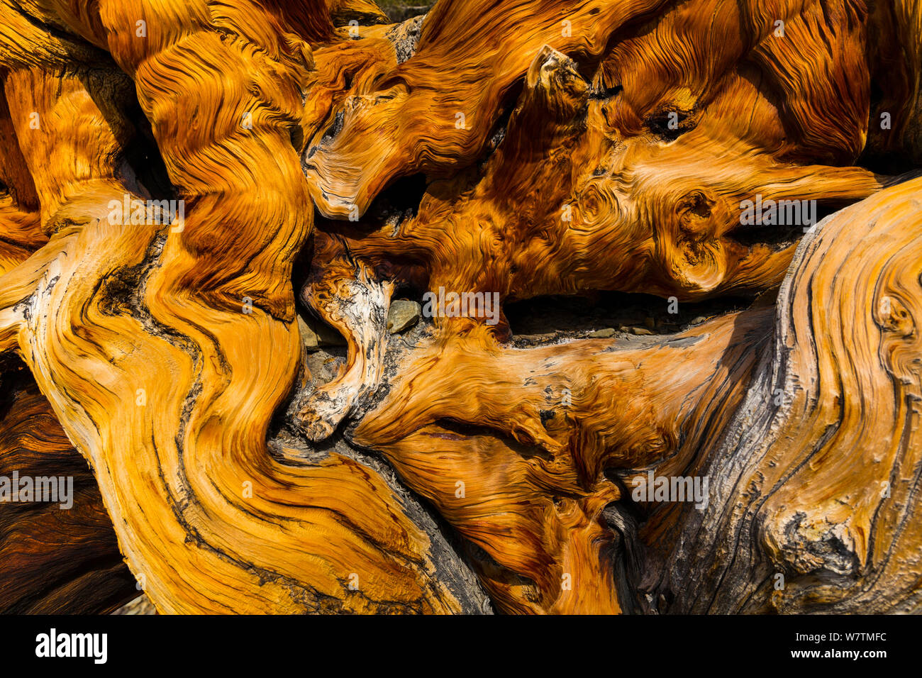 Great Basin Bristlecone Pine (Pinus longaeva) patterns in wood of ancient tree, Inyo National forest, White Mountains, California, USA, March. Stock Photo