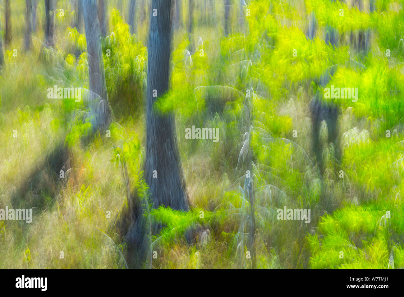 Abstract photograph of Cypresss trees (Cupressaceae) Big Cypress National Preserve, Florida, USA, March 2013. Stock Photo