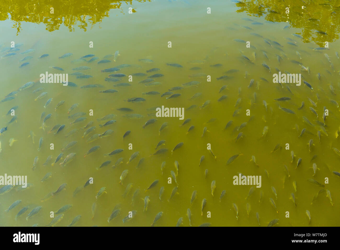 Large shoal of fish, in the Everglades National Park, Florida, USA, March. Stock Photo