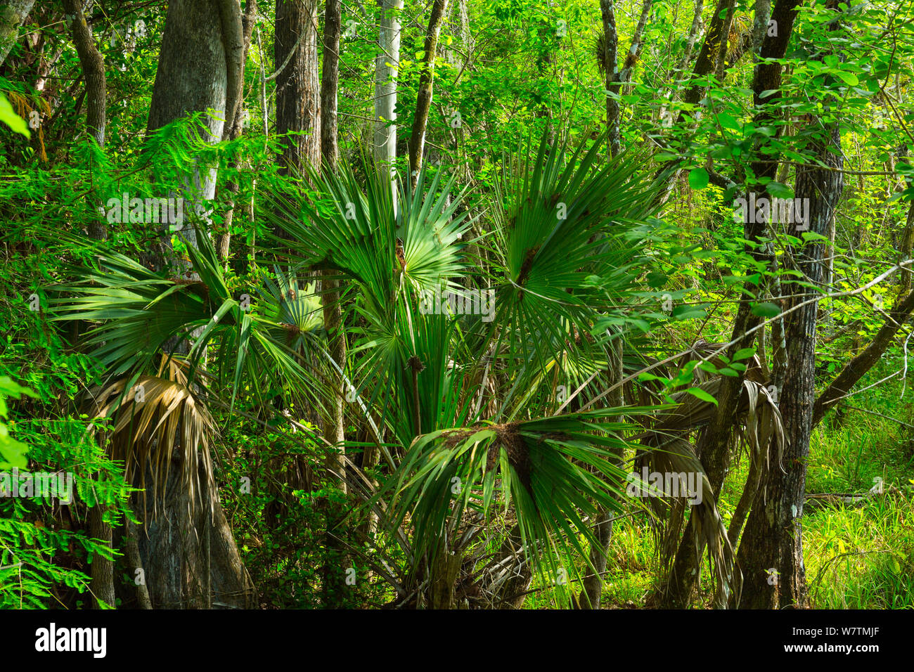 Common Sabal Palm (Sabal palmetto) Big Cypress National Preserve, Florida, USA, March 2013. Stock Photo