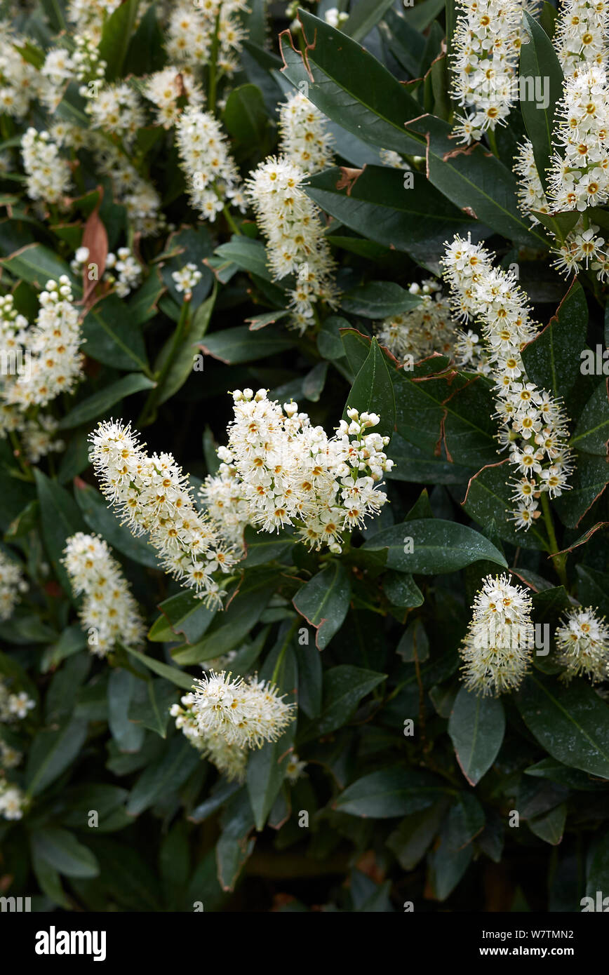 Prunus laurocerasus Otto Luyken, shrub in bloom Stock Photo - Alamy
