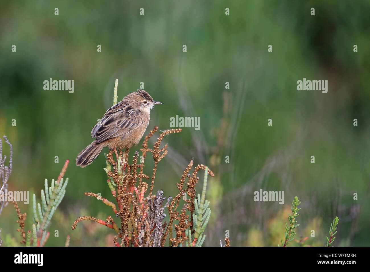 Zitting Cisticola (Cisticola juncidis) Portugal, October. Stock Photo