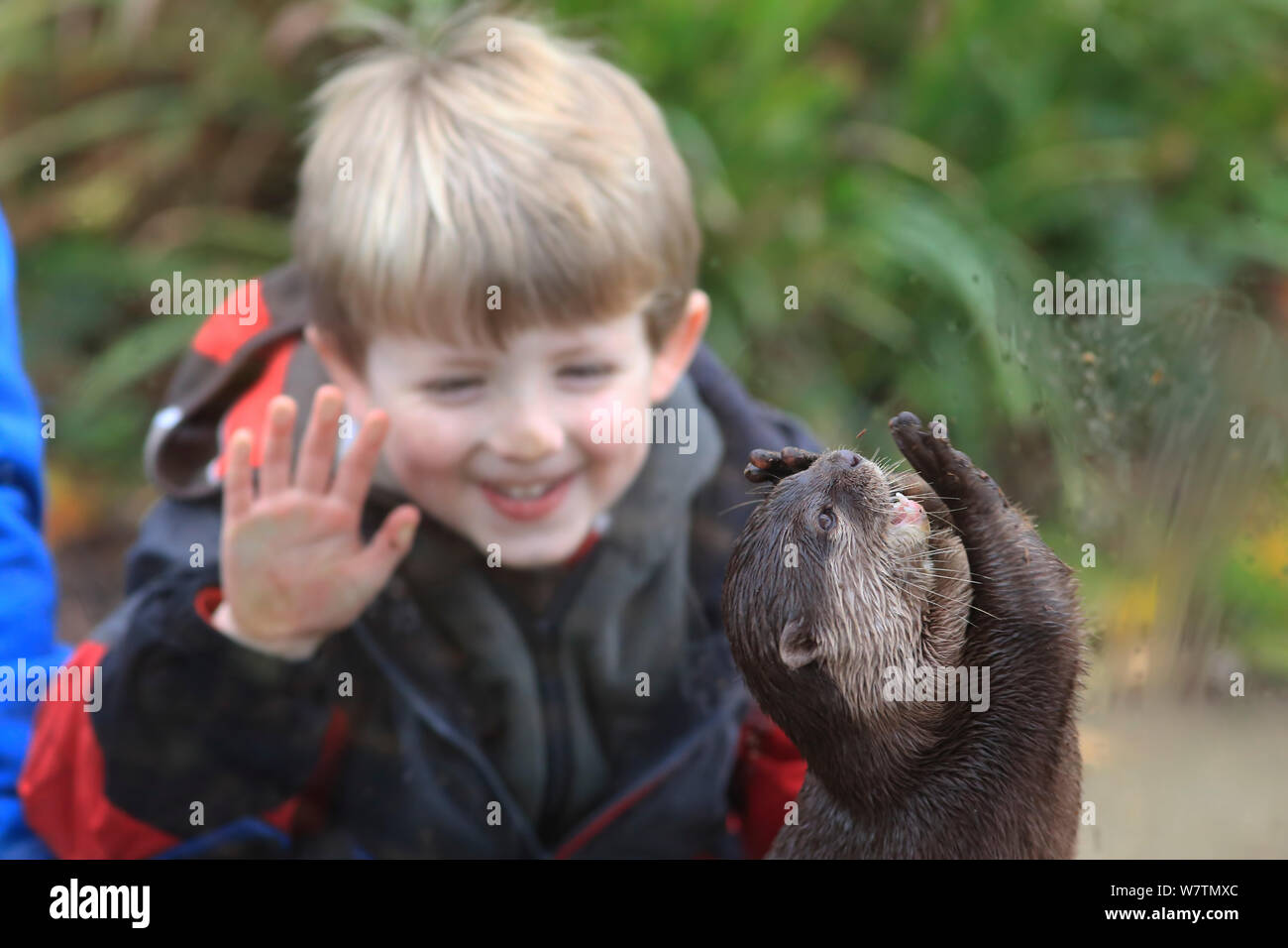 Young boy watching Asian Small-clawed Otter (Aonyx cinerea) Thrigby Hall Wildlife Gardens, Norfolk, England, UK November 2013. Model released Stock Photo