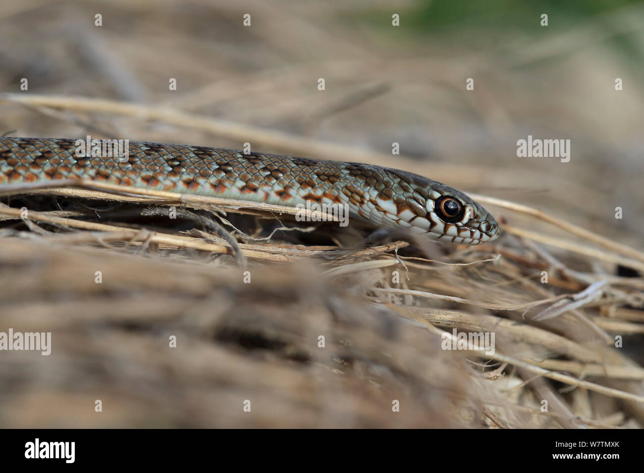 Large Caspian Whip Snake (Dolichophis caspius) Bulgaria,  September. Stock Photo