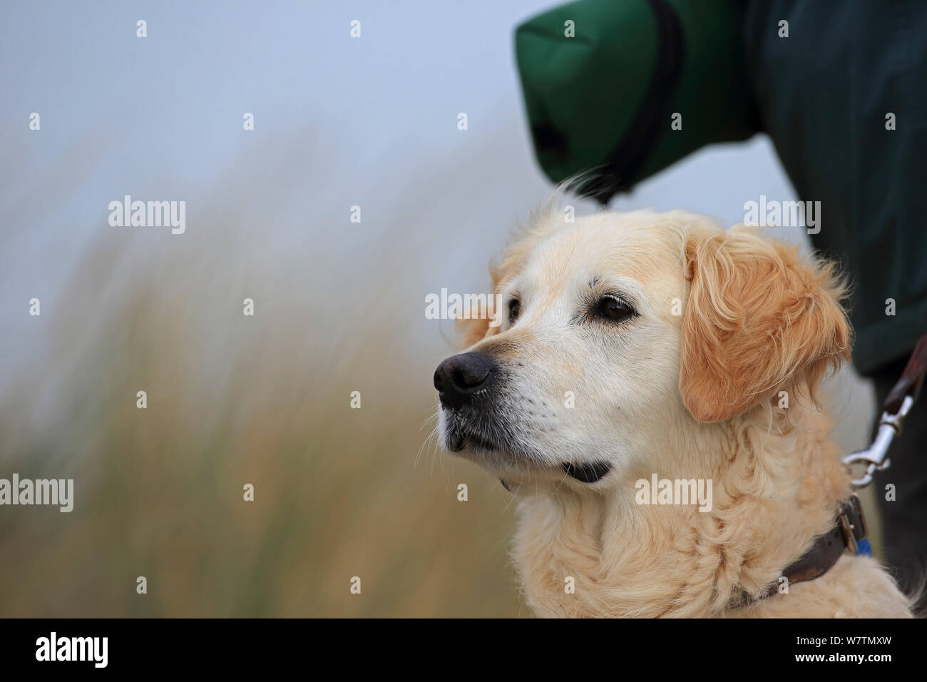 Dog (Canis lupus familiaris) on lead, Norfolk, England, UK, October. Stock Photo