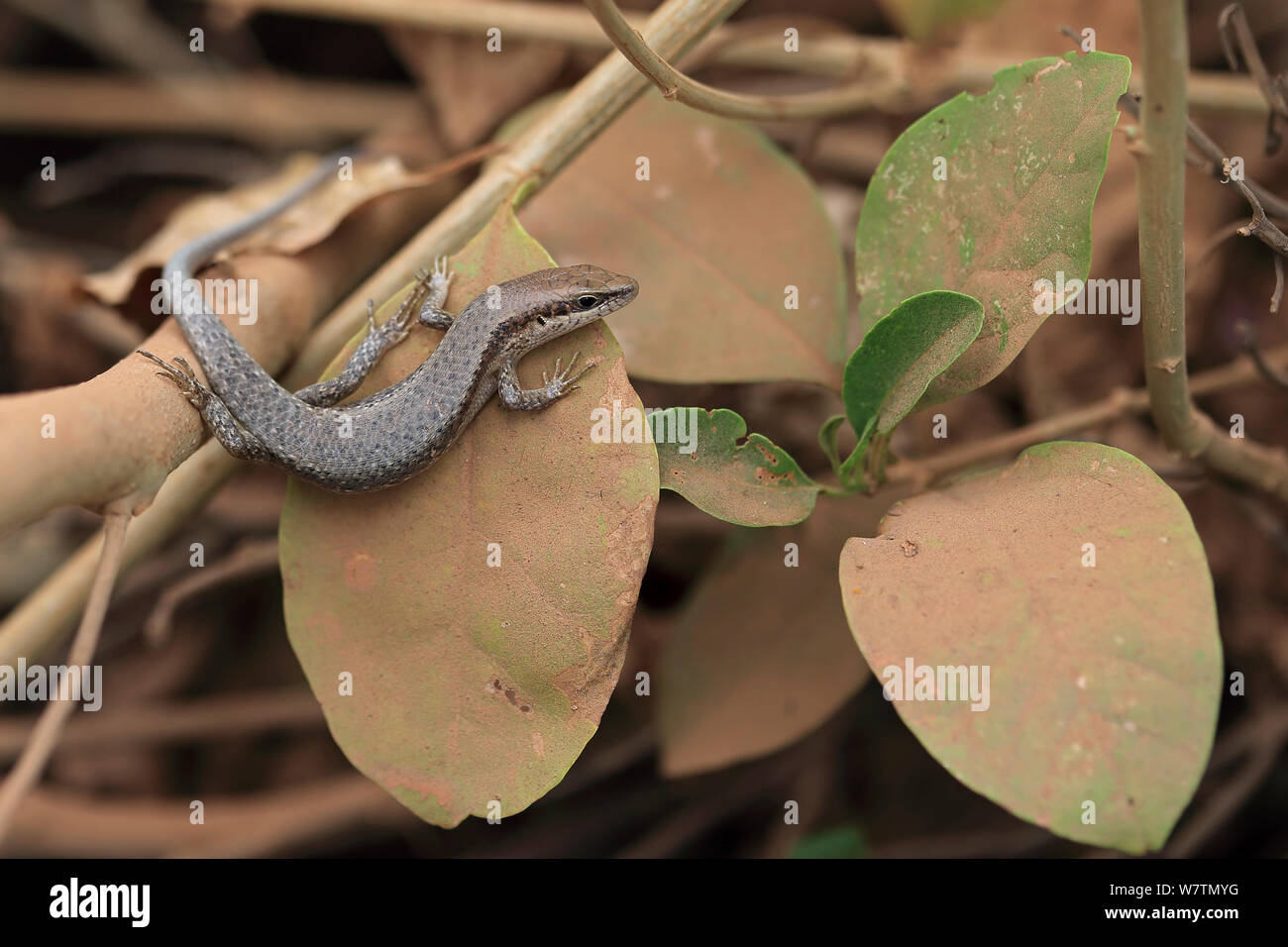 Brown-flanked Skink (Mabuya affinus) Western Division, The Gambia, January. Stock Photo