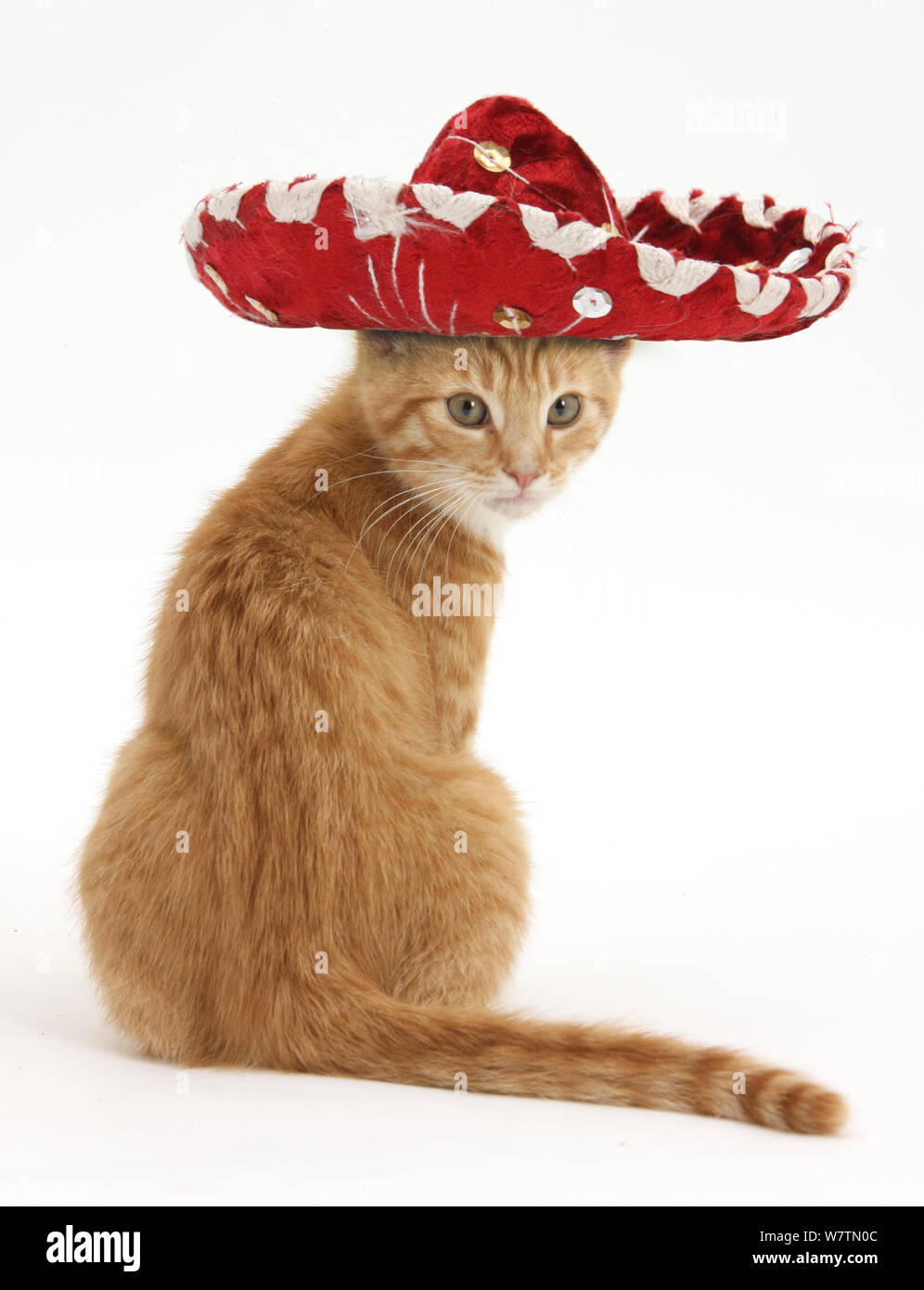 Ginger kitten, Tom, 3 months, looking over his shoulder, wearing a Sombrero hat, against white background Stock Photo