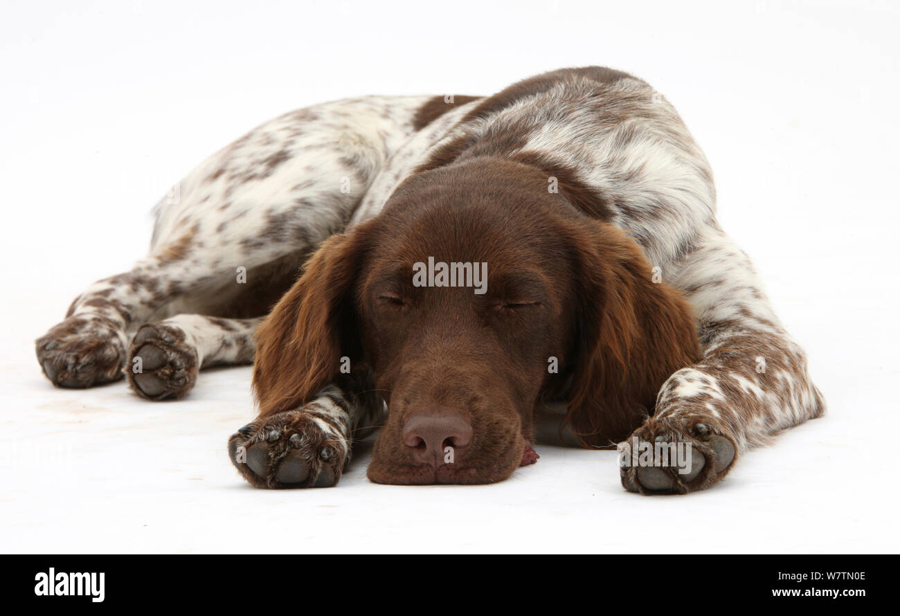 Munsterlander, Helena, 5 months, lying asleep with her chin on the floor, against white background Stock Photo