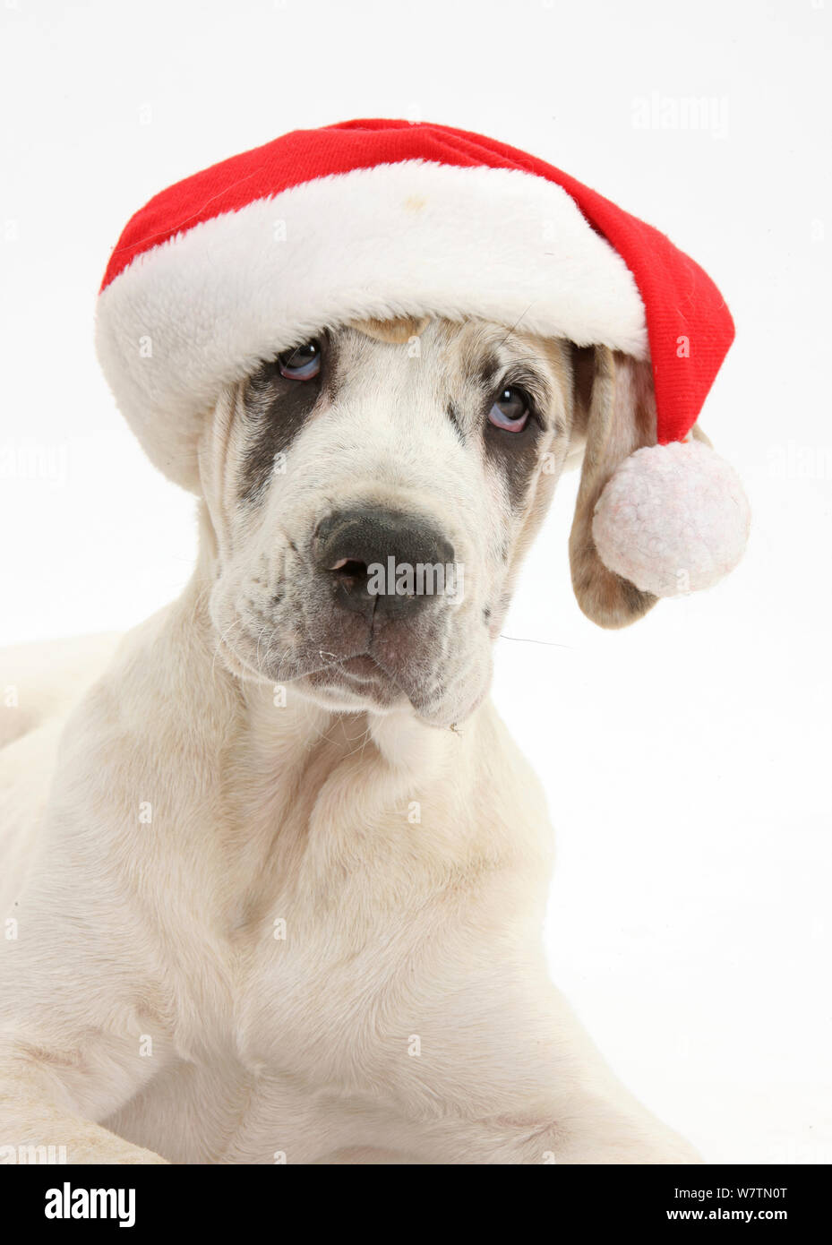 Great dane shop hat