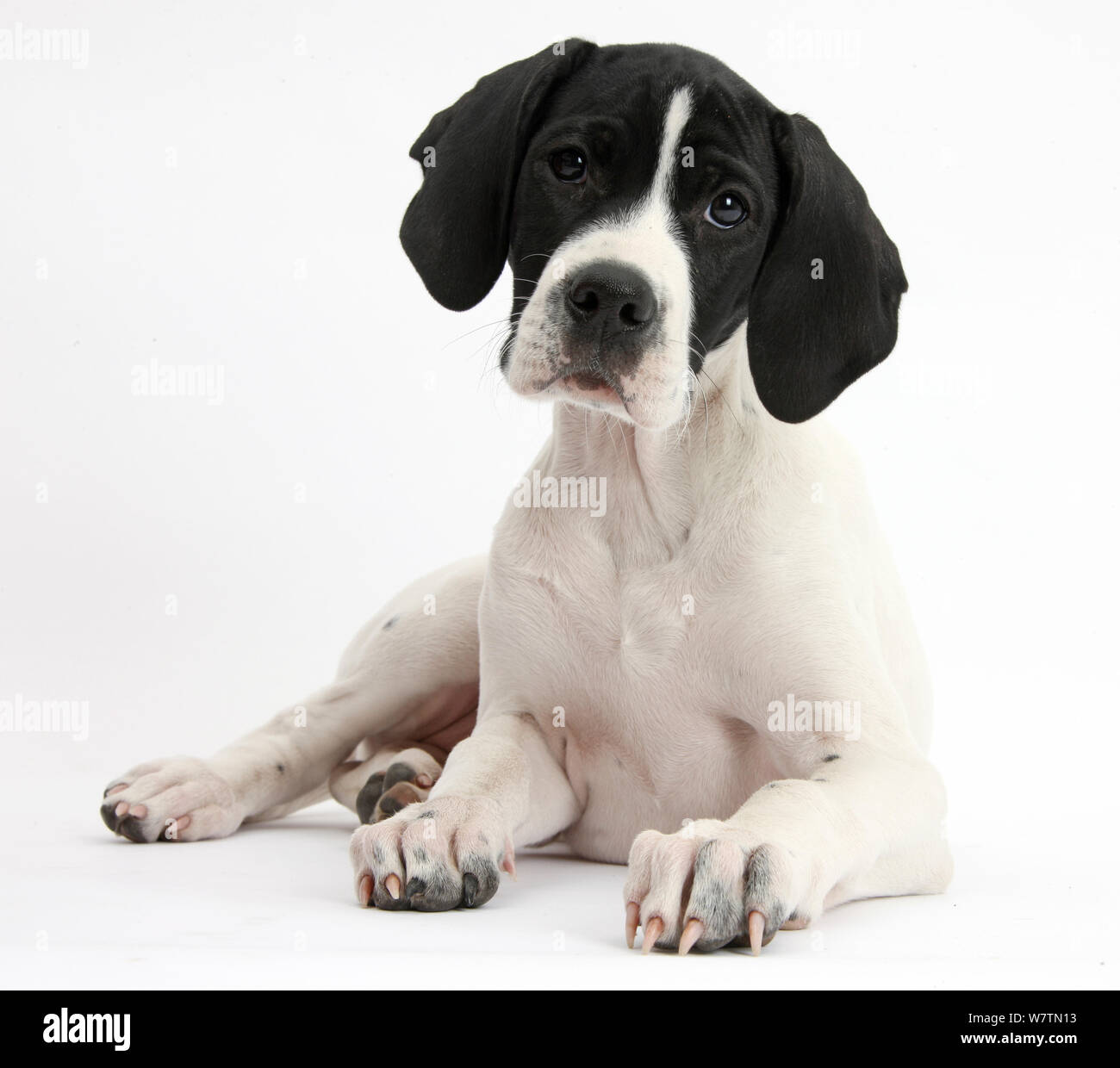 English Pointer puppy, Isla, 10 weeks, lying with head up, against white background Stock Photo