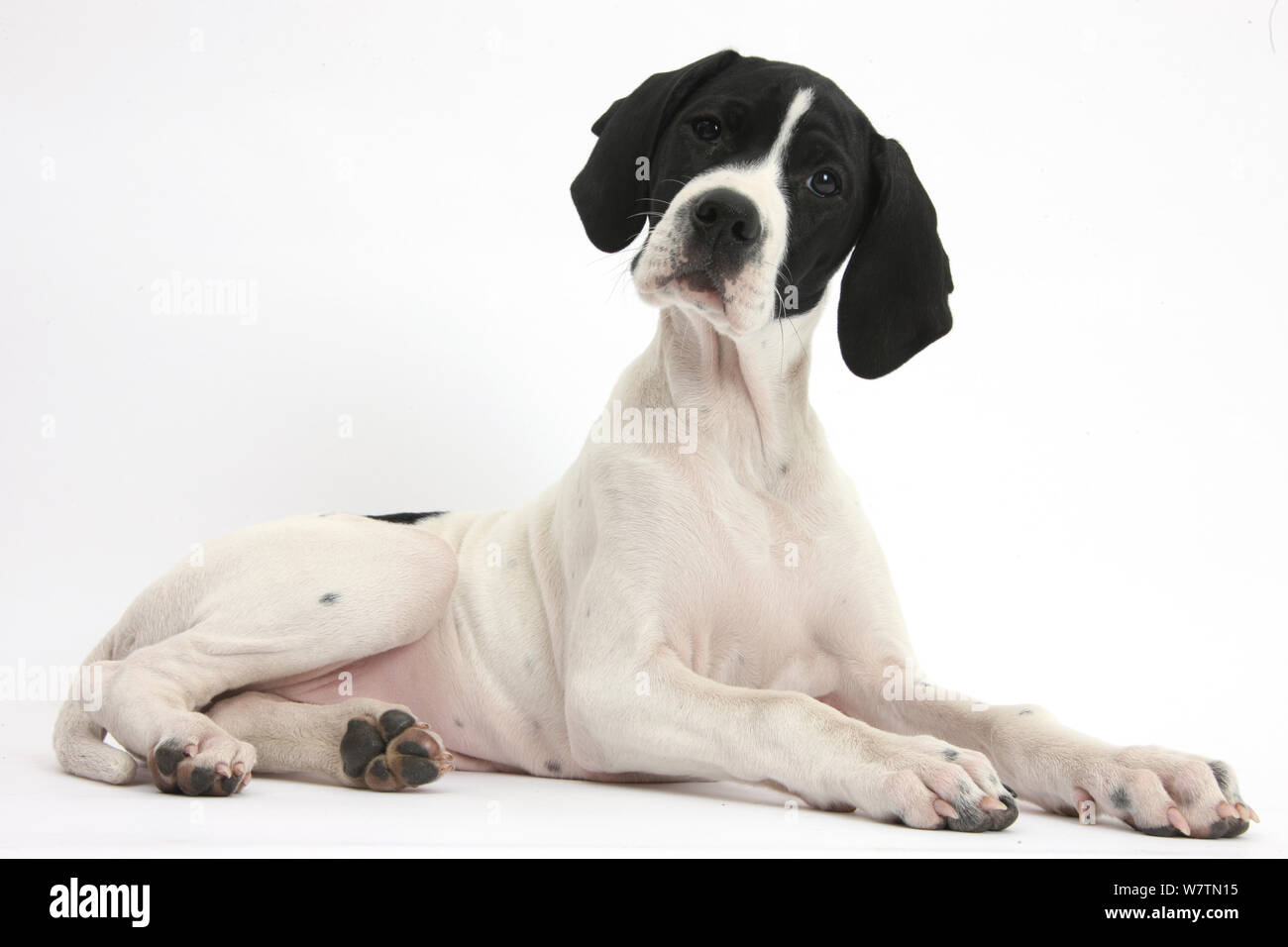 English Pointer puppy, Isla, 10 weeks, lying with head up, against white background Stock Photo